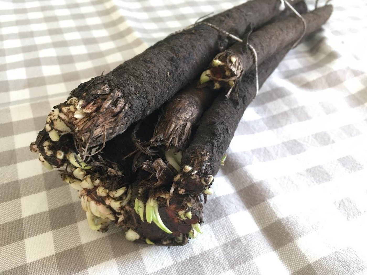 Schwarzwurzeln sind nur äusserlich schwarz, innen sind sie weiss – genau wie Spargeln. (Bild jsc)