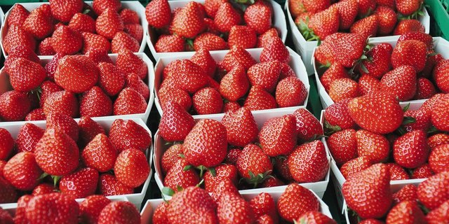 Erdbeersaison: Die Nordostschweiz ist dieses Jahr eher früher dran als andere Regionen.