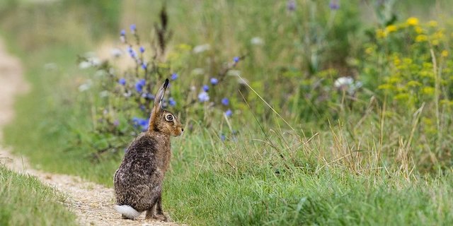 Feldhasen sind eine gute Indikatorart, die ein ökologisch wertvolle Landschaft anzeigen. (Bild Vogelwarte/Markus Jenny)