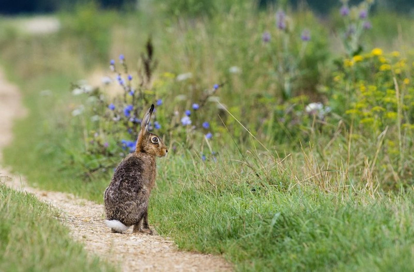 Feldhasen sind eine gute Indikatorart, die ein ökologisch wertvolle Landschaft anzeigen. (Bild Vogelwarte/Markus Jenny)