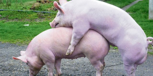 Schweizer Deckeber haben es nicht einfach. Die Nachfrage nach ihnen ist stark zurückgegangen. Das hat zur Folge, dass auch die Anzahl der Eberbetriebe abnimmt. (Bild Suisag)