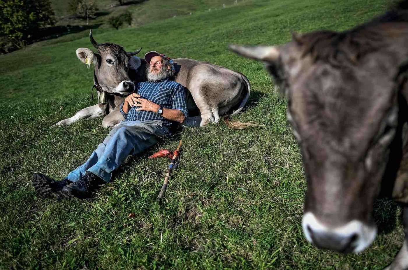 Capaul setzt sich für Hornkühe ein.  (Bild © Swiss Press Photo - Fabrice Coffrini)