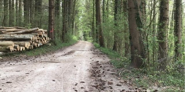 In Schweizer Wäldern hat es aus verschiednen Gründen im Moment mehr Holz, als der Markt nachfragt. (Bild jsc)