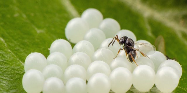 Die Samuraiwespe parasitiert die Eier der Marmorierten Baumwanze. (Bild Tim Haye, CABI) 