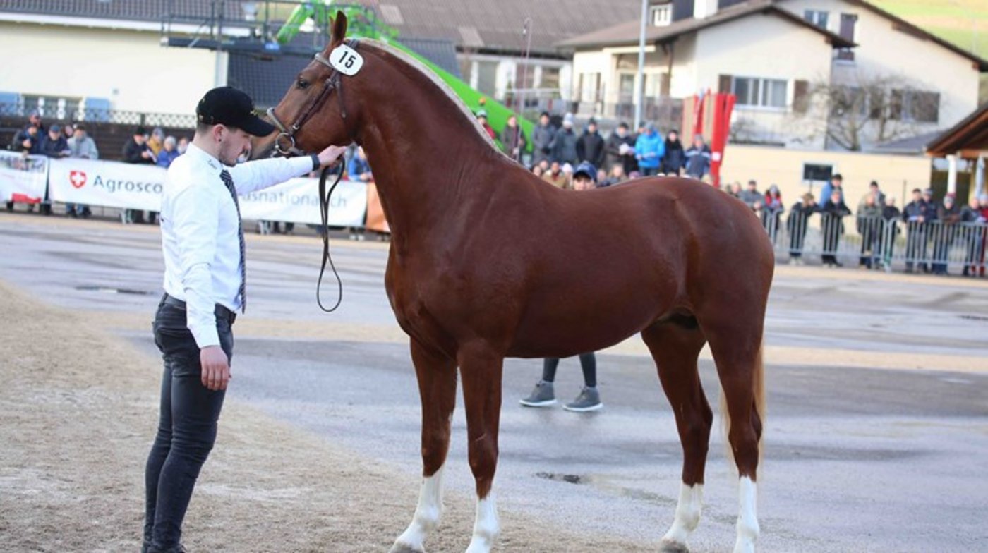 Die Kandidaten, die eine Synthesenote von mindestens 21 (Typ, Körperbau, Gänge) erreichen, ohne Teilnote unter 6, absolvieren anschliessend ab dem 25. Januar den 40-tägigen Stationstest in Avenches, so der SFV. (Symbolbild kr)