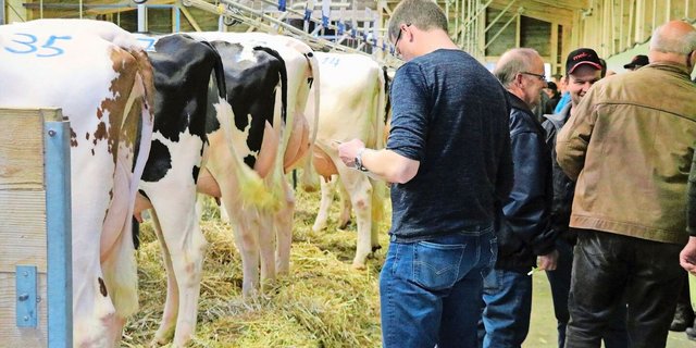 Im Vergleich zum Ausland werden Tiere in der Schweiz häufig verstellt. Das erhöht die Verbreitung von Krankheiten und Seuchen. Der Kantonstierarzt Grégoire Seitert ist aber zuversichtlich, «dass wir BVD ausrotten können».