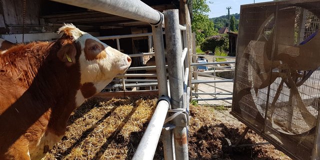 Gegenwind für die Tamedia: Der Schweizer Bauernverband wehrt sich beim Presserat gegen die Anschuldigungen in Sachen Tierschutz. (Bild Archiv)