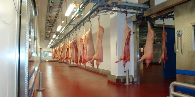 Die Schlachtmengen überstiegen wegen des schlechten Sommers 2014 die Nachfrage. (Bild lid)