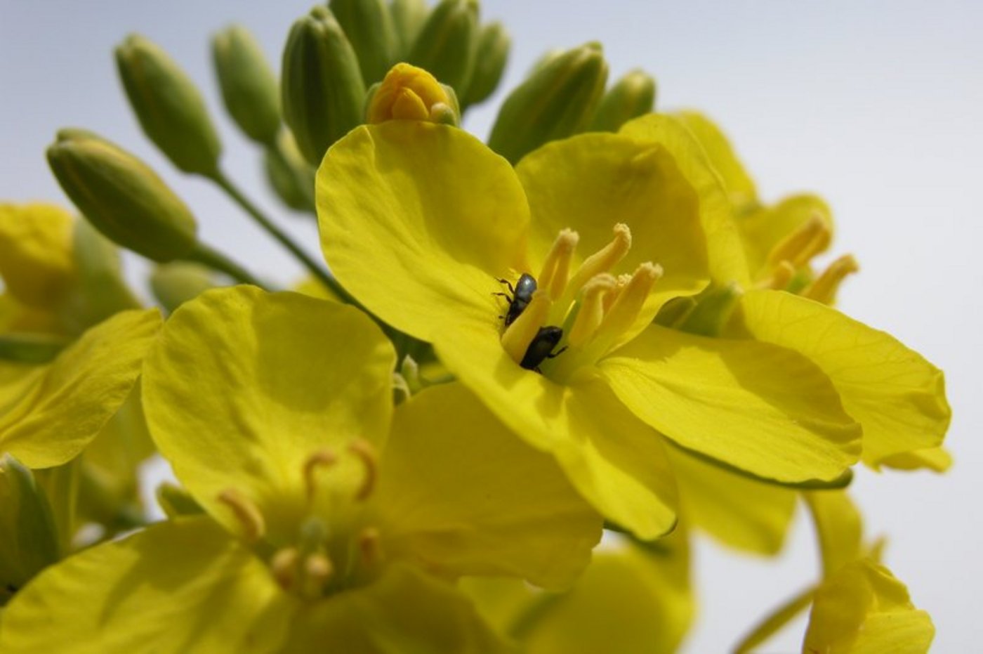 Rapsglanzkäfer sind gefürchtete Schädlinge, die Rapskulturen stark zusetzen können. (Bild BauZ)