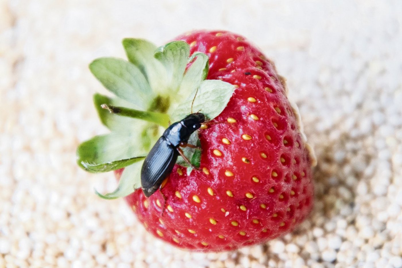 Der Erdbeersamenlaufkäfer sorgt für Schäden, indem er nachts die Samen der Erdbeeren frisst. (Bild Agroscope)