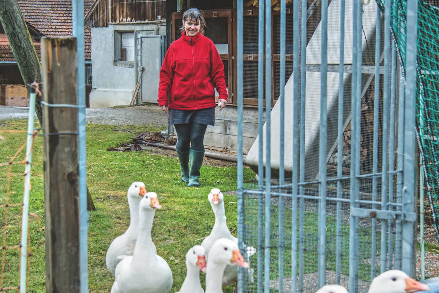 Astrid Spiri führt ihre Diepholzer Gänse jeden Abend zurück ins Gehege. (Foto: Marion Nitsch)