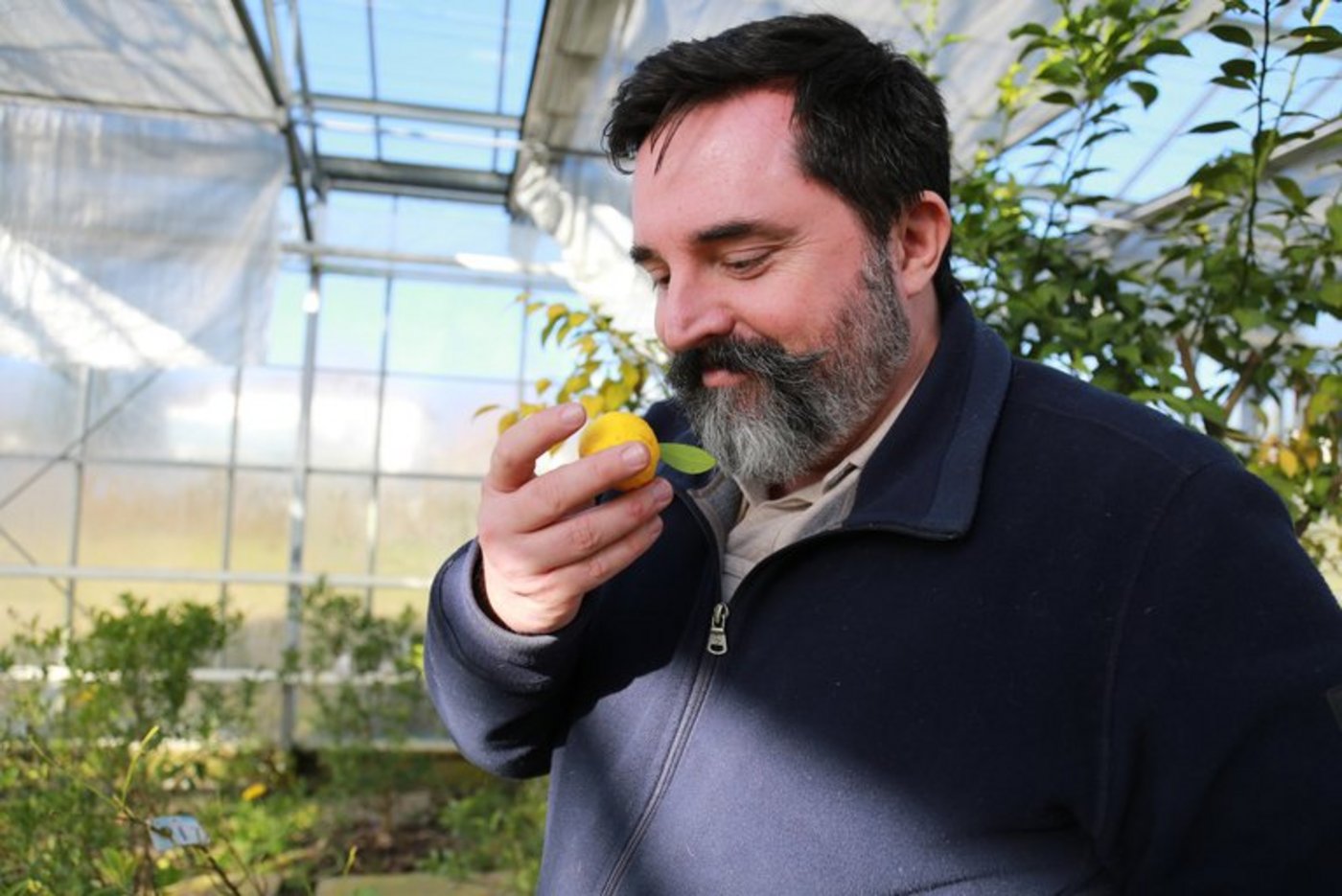 Niels Rodin mit einer Yuzu. Seit 30 Jahren in der Gastronomie bekannt, sei sie eine der Früchte, die mittlerweile in der Lebensmittelindustrie ihren Platz gefunden hätten. (Bild lid / mg) 