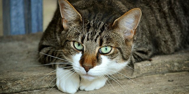 Katzen können sich bei engem Kontakt zu Corona-Erkrankten anstecken, zeigen aber meist keine Symptome und stellen kaum ein Übertragunsgrisiko dar. (Bild Pixabay)