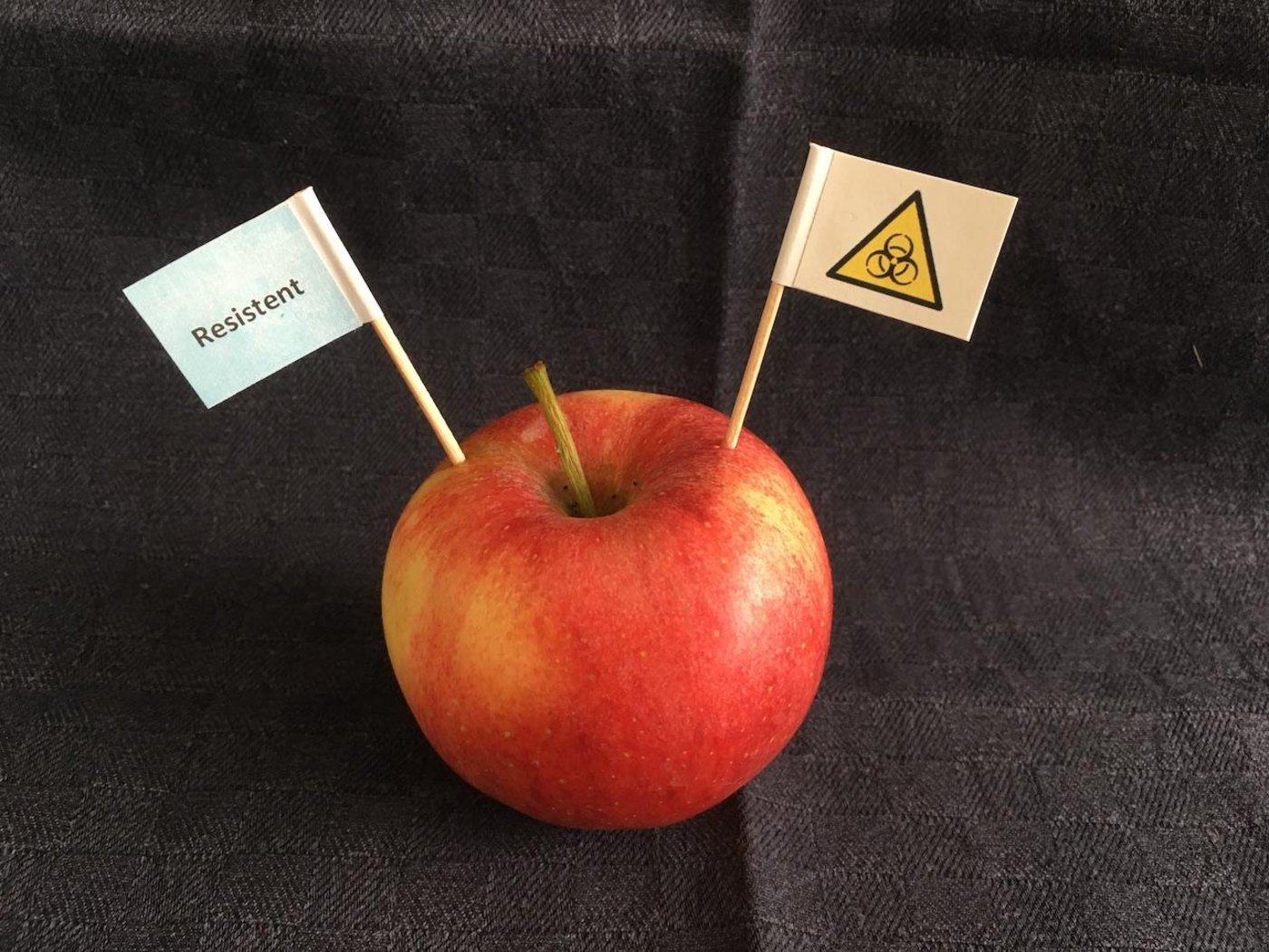 Gentechnisch veränderte Pflanzen bieten Chancen, aber auch Risiken. Vorsicht ist angebracht, aber eine Diskussion darf dadurch nicht verunmöglich werden.  (Bild jsc)