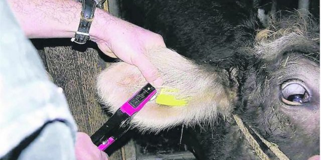 Mit dem BVD-Ausrottungsprogramm startete man 2008, bis heute werden immer wieder neue BVD-Fälle registriert. (Bild pf)