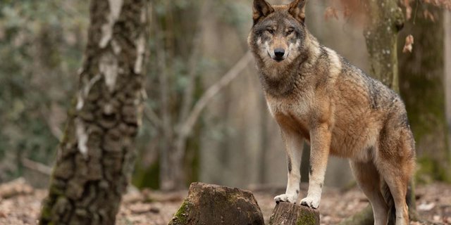 Der Wolf bleibt in der Schweiz ein Dauerthema (Bild: ©AB Photography - stock.adobe.com)