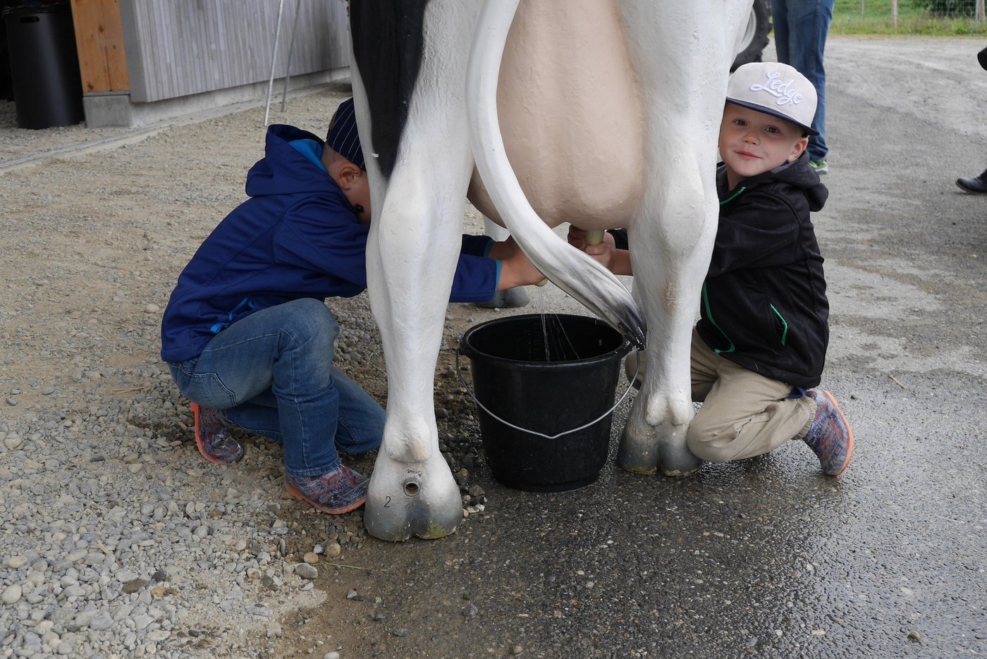 Die Kuh ist viel entspannter, wenn seitlich der Kuh gemolken wird.  (Bild LZ Liebegg)