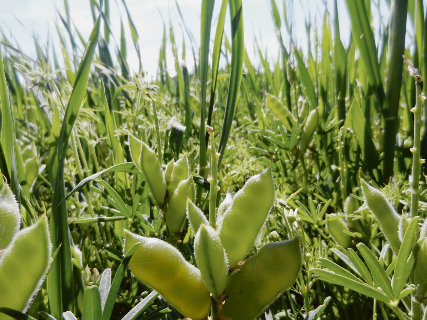 Eine Lupine-Hafer-Mischkultur. (Bild Matthias Klaiss)