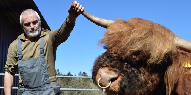 Peter Stöckli weiss, wie man Hochlandrinder hält. (Bild asa)
