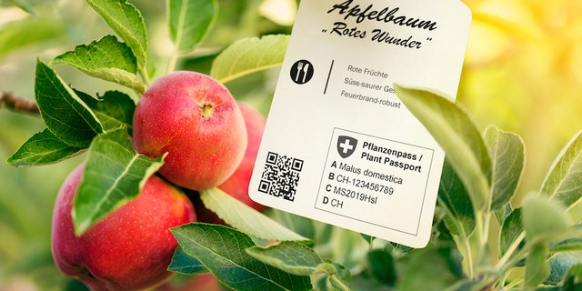 Wer Pflanzengut oder Samen ohne Pass kauft, hat bei Schäden wenig Chancen auf eine Abgeltung. (Bild Eidgenössischer Pflanzenschutzdienst)