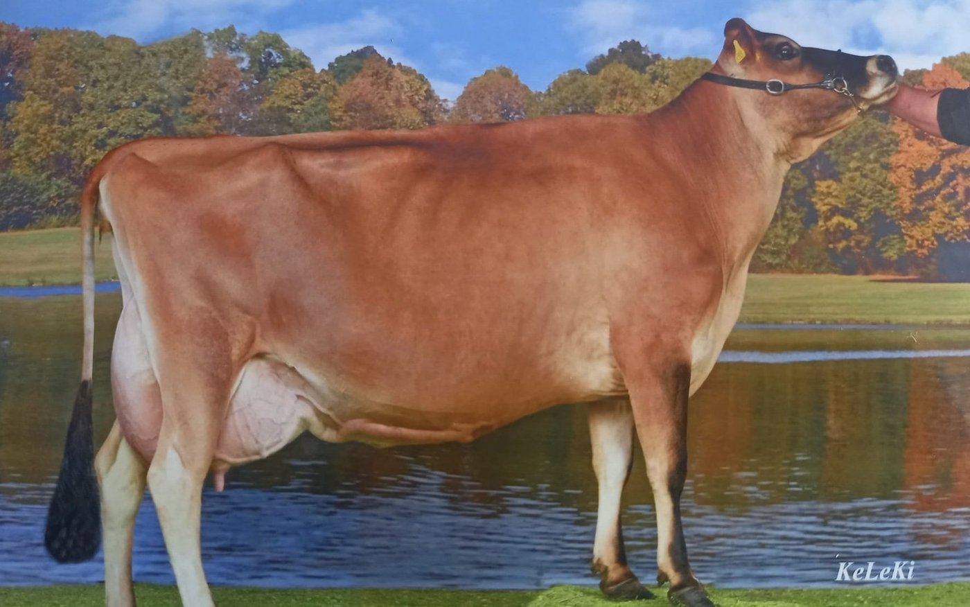 Lavinia ist nicht nur charakterlich sehr stark, sie wurde bereits an vielen Viehschauen weit vorne rangiert.