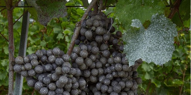 Kaolin bildet eine Schutzschicht um die Trauben und reduziert so Schäden durch  die Kirschessigfliege. (Bild Christian Linder/ Agroscope)