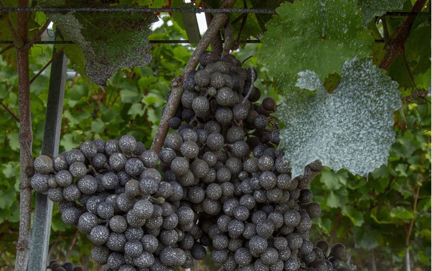 Kaolin bildet eine Schutzschicht um die Trauben und reduziert so Schäden durch  die Kirschessigfliege. (Bild Christian Linder/ Agroscope)