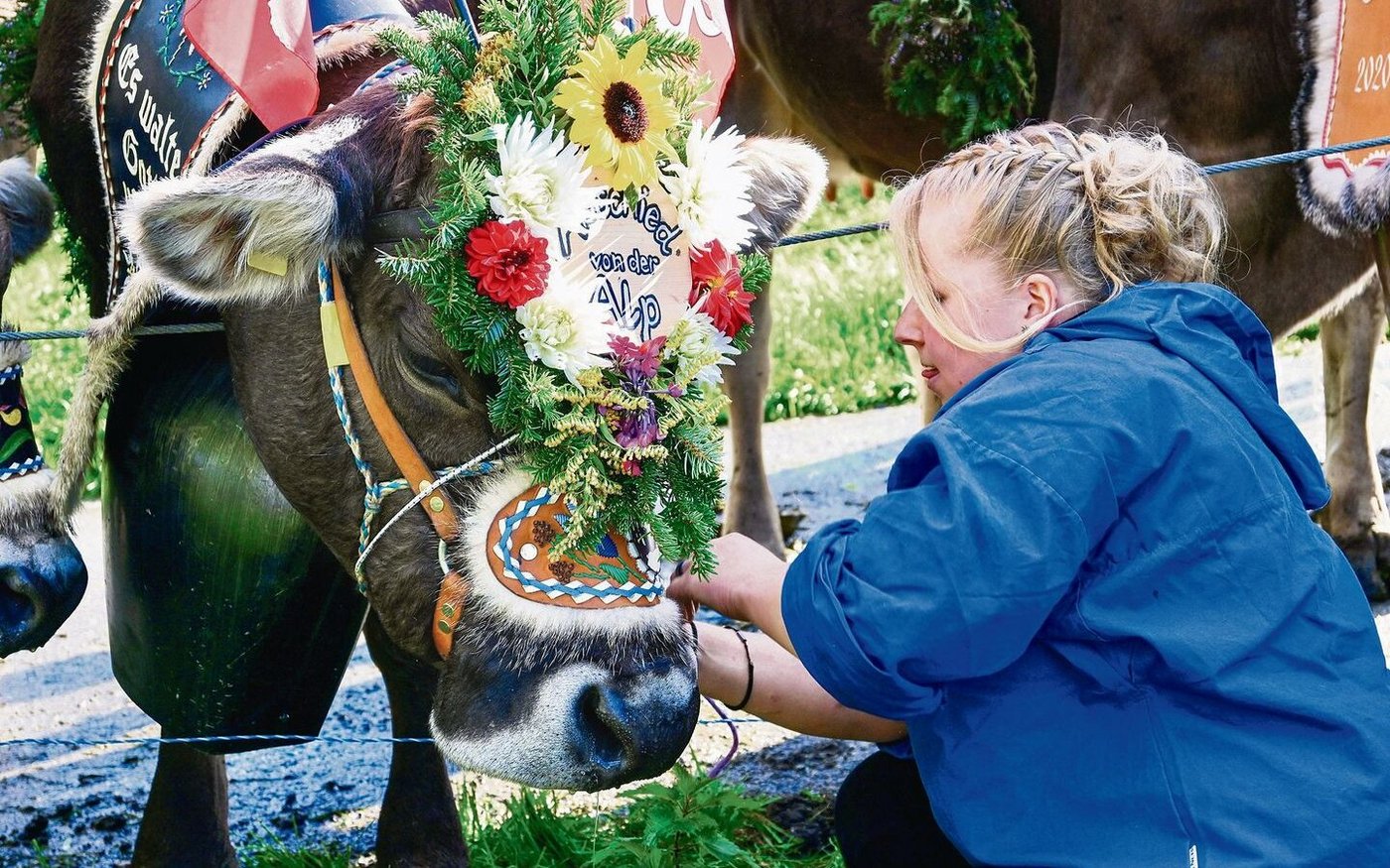 Abschied von der Alp: Daniela Bergmann schmückt eine der54 Kühe, die den Weg ins Tal unter die Klauen nahmen. 