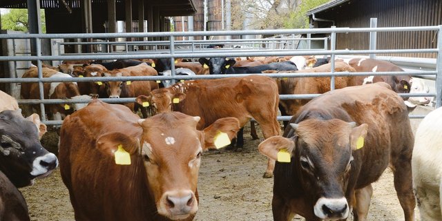 «So viel wie nötig, so wenig wie möglich»: Auf diese Formel bringt Martin Kaske vom Kälber-gesundheitsdienst den idealen Anteil an Struktur in der Munimast.(Bild Aline Küenzi)