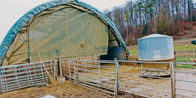 Die Haltung von Freilandschweinen gilt als Nische, ist aber von Konsumentinnen und Konsumenten gewünscht. (Bild Hans Rüssli) 