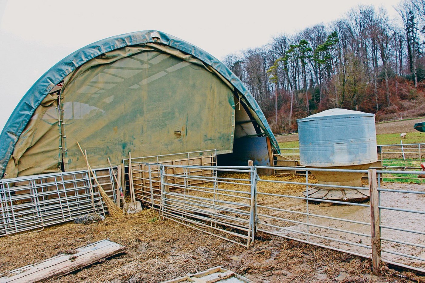Die Haltung von Freilandschweinen gilt als Nische, ist aber von Konsumentinnen und Konsumenten gewünscht. (Bild Hans Rüssli) 