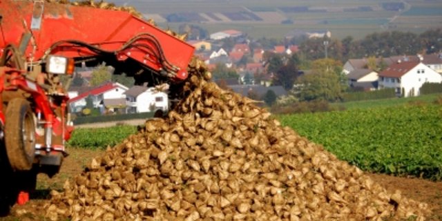 Die Zuckerrübe steht momentan im Kreuzfeuer zwischen Produzenten und kritischen Umweltverbänden. (Bild Pixelio/Ottersbach)