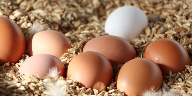 Eier verbessern das Sättigungsgefühl und liefern wertvolle Vitamine. (Symbolbild BauZ)