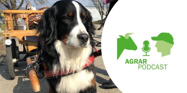 Wägeli-Hunde, wie sie unsere Grosseltern noch kannten, im «AgrarPodcast». (Bild: «die grüne»)