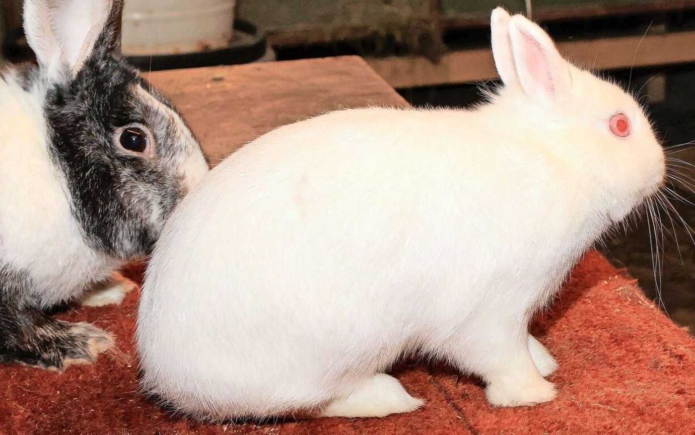 Das Hermelinkaninchen mit seinen, rosaroten «Glubsch-Augen».
