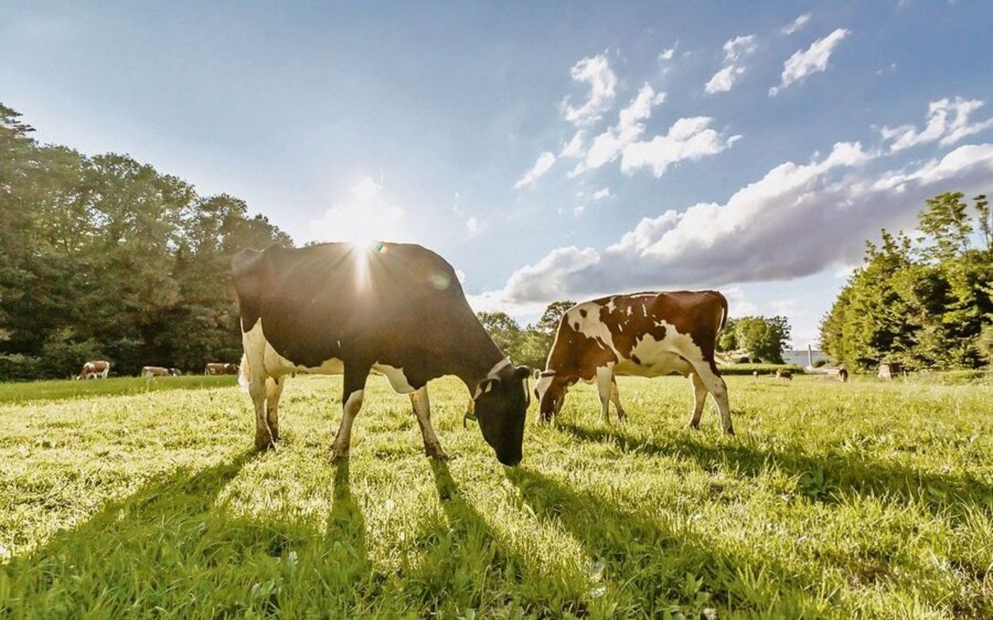 Aus Gras wird Milch. Zum «Thema Milch in allen Formen» steht im Kanton Freiburg ein Grossanlass an. 