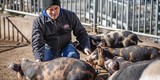 Cäsar Bürgi bei seinen bunten Distelschweinen im Aussenbereich des Winterstalls.