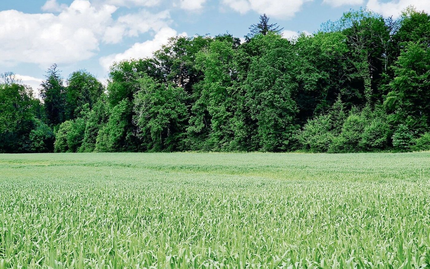 Getreide gehört von Beginn weg zum Kerngeschäft der Marktorganisation. Die Zusammenarbeit mit der IG Dinkel startete vor 23 Jahren.