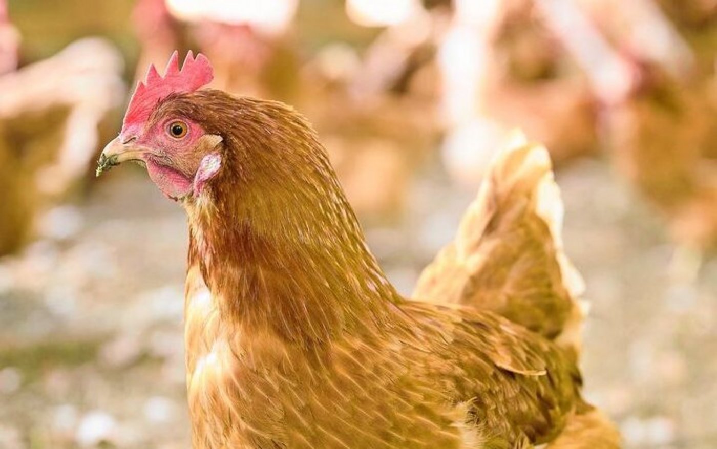 Zurück zum Zweinutzungshuhn: Noch ändert sich die Genetik der Rasse Lohmann Dual laufend – Bio Suisse erhofft sich weitere Zuchtfortschritte. 