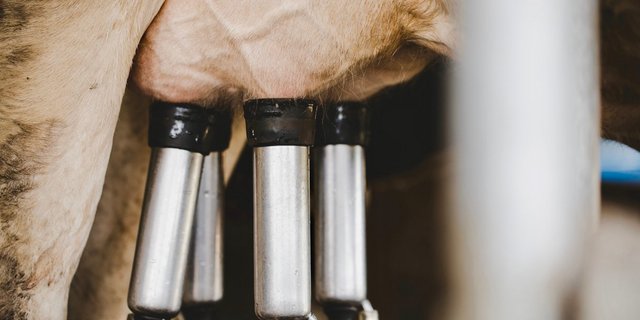 Melkmaschinen werden in der Landwirtschaft seit 160 Jahren eingesetzt. Bild: Adobe Stock