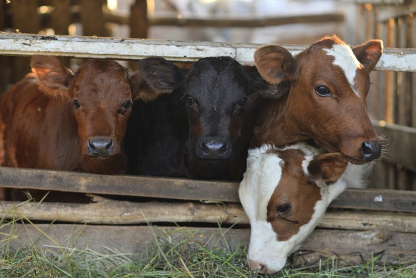 Auf dem Bankkälbermarkt ist die Corona-Krise am meisten zu spüren. Ab dem 13. März gilt ein Preis von 13 Franken pro kg SG bei unterschiedlicher Nachfrage, die 13 Franken können jedoch meistens nicht realisiert werden. (Bild fotolia)