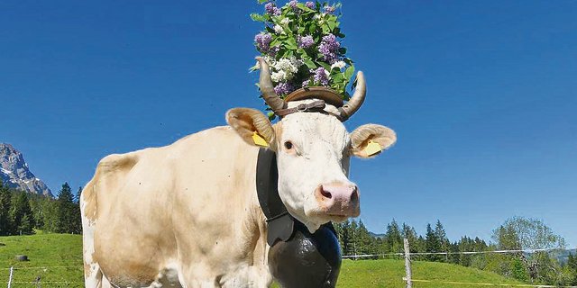 Ilona prächtig geschmückt: Die hübsche Simmentaler-Kuh ist zu Recht der Stolz der Familie Gerber. (Bild Hans Gerber)