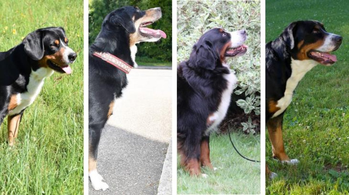 Entlebucher Sennenhund, Appenzeller Sennenhund, Berner Sennenhund und Grosser Schweizer Sennenhund im Porträt.