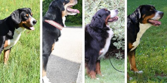 Entlebucher Sennenhund, Appenzeller Sennenhund, Berner Sennenhund und Grosser Schweizer Sennenhund im Porträt.