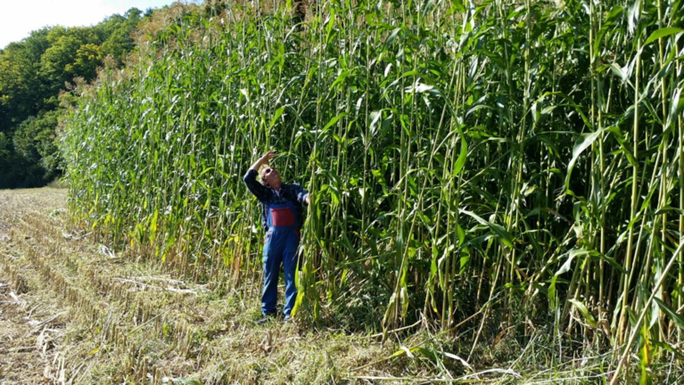 Sorghum kann bis zu fünf Meter hoch werden. (Bild Stefan Zumsteg)