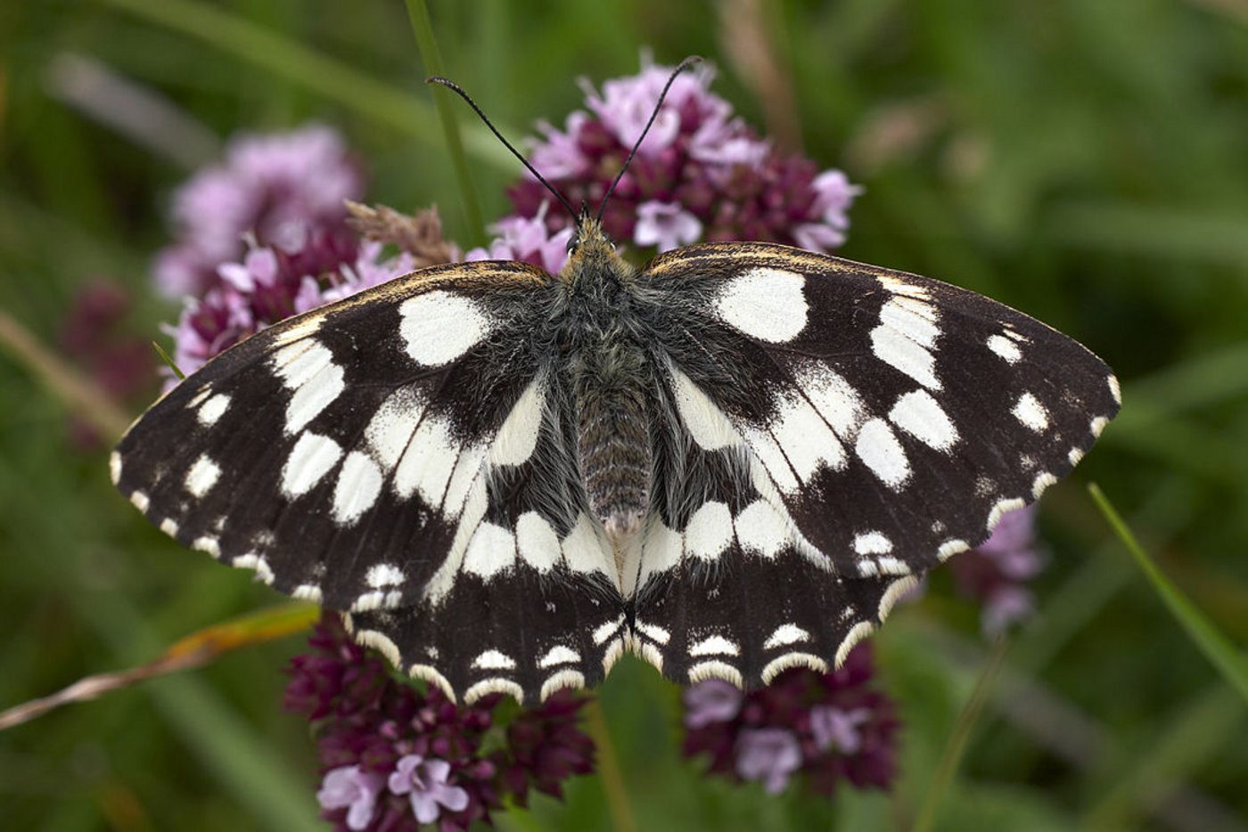 Schachbrettfalter profitieren von Blumenstreifen und Brachflächen. Die Biodiversitätsförderung funktioniert in diesem Fall aber. (Bild Wikipedia)