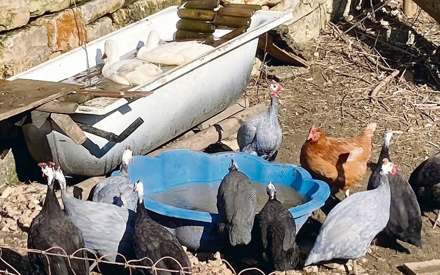 Friedliches Miteinander: Hühner, Enten, Perlhühner und Truthennen bilden eine gemischte Geflügelschar.