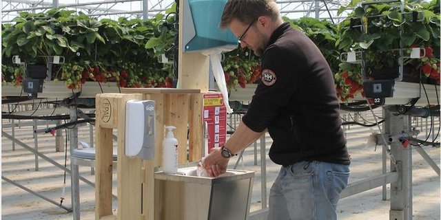 Beerenproduzent Matthias Müller (auf dem Bild) aus Steinebrunn hat bei den erntereifen Beeren eine Handwaschstation für das Personal eingerichtet. (Bild zVg)