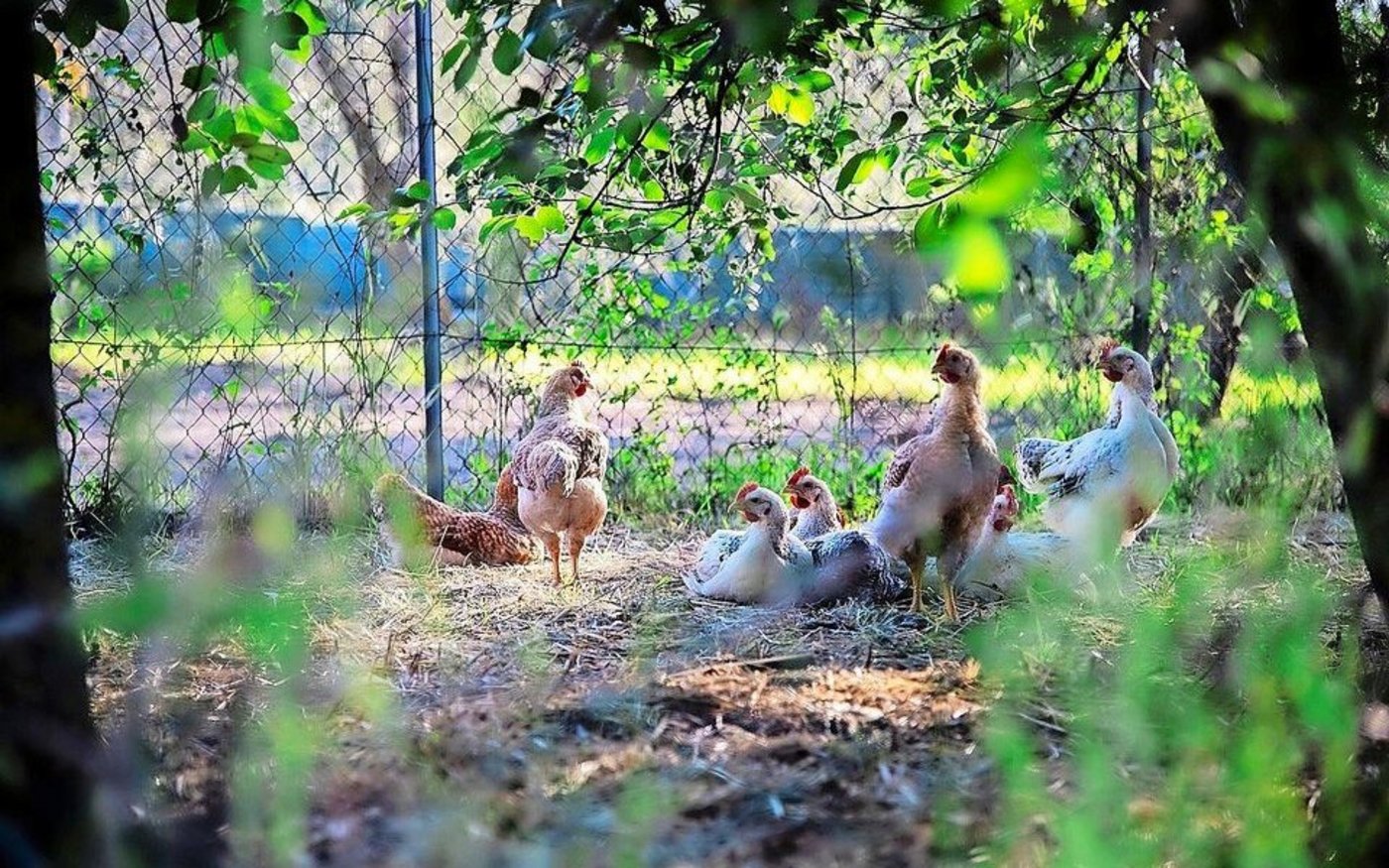 Um den Hühnern die hohen Temperaturen zu erleichtern, sollte der Auslauf, wenn möglich, durch Bäume beschattet werden. 