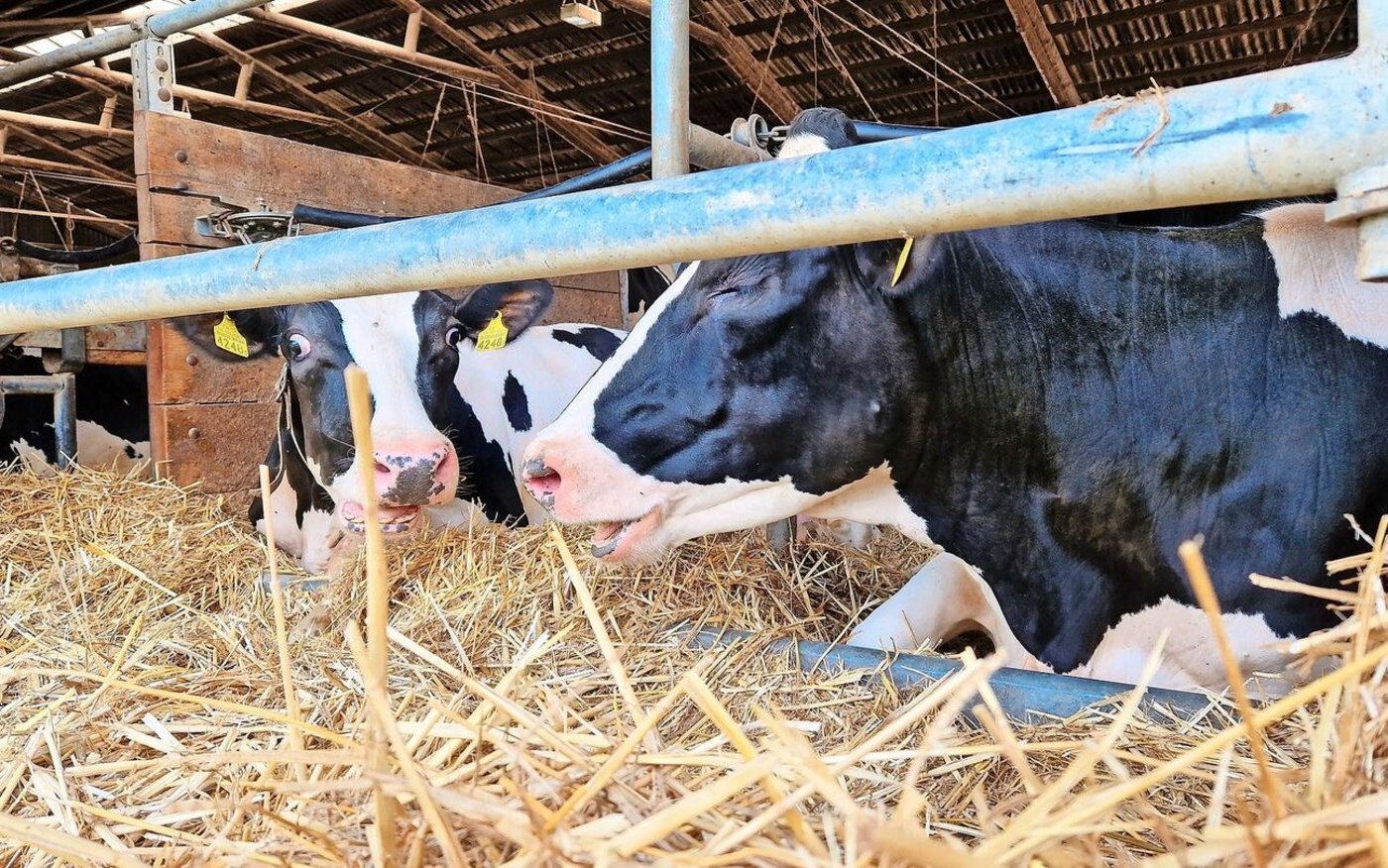 Die Kühe in Winzelers Stall liegen auf Stroh, das möglichst frei von Pilzsporen ist.